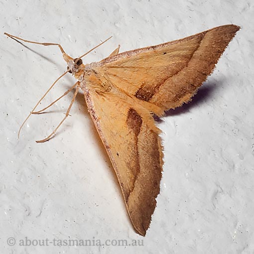 Anachloris subochraria, golden grass carpet, Geometridae, Tasmania, moth