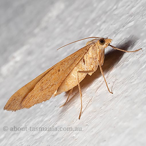 Anachloris subochraria, golden grass carpet, Geometridae, Tasmania, moth