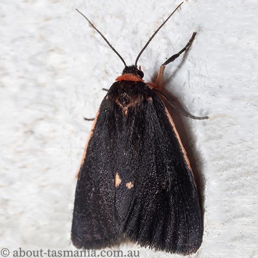 Castulo doubledayi, Arctiidae, Tasmania, moth