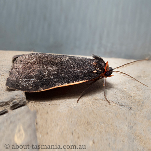 Castulo doubledayi, Arctiidae, Tasmania, moth