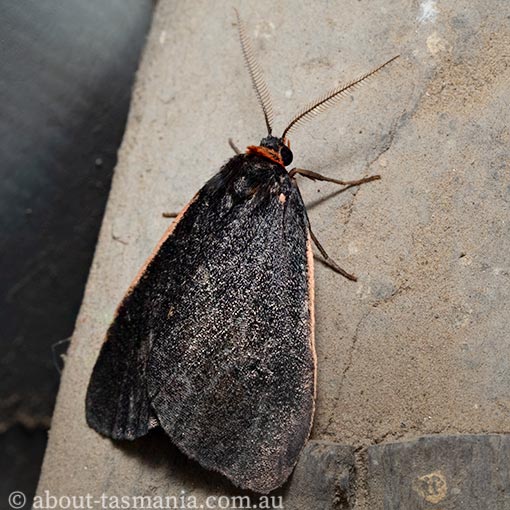Castulo doubledayi, Arctiidae, Tasmania, moth