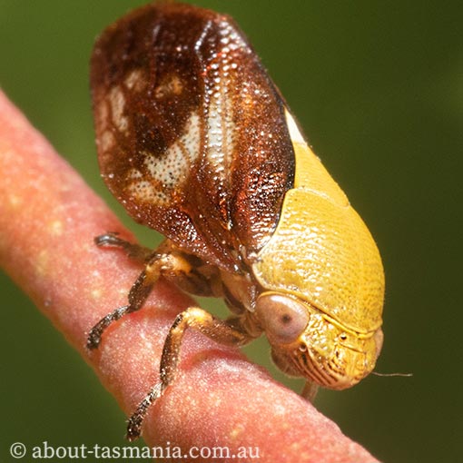 Chaetophyes sp. tube spittlebug, Tasmania