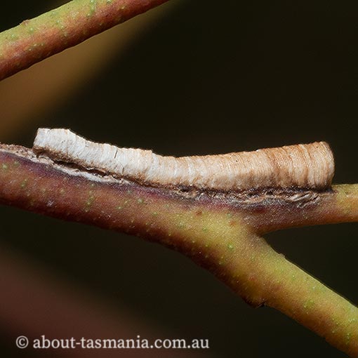 Chaetophyes sp. tube spittlebug, Tasmania