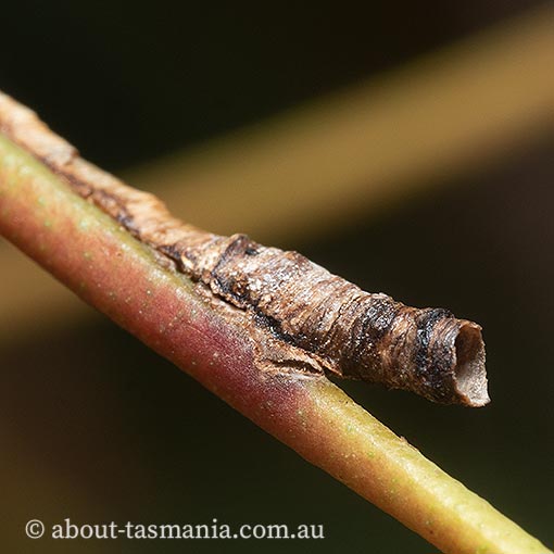 Chaetophyes sp. tube spittlebug, Tasmania