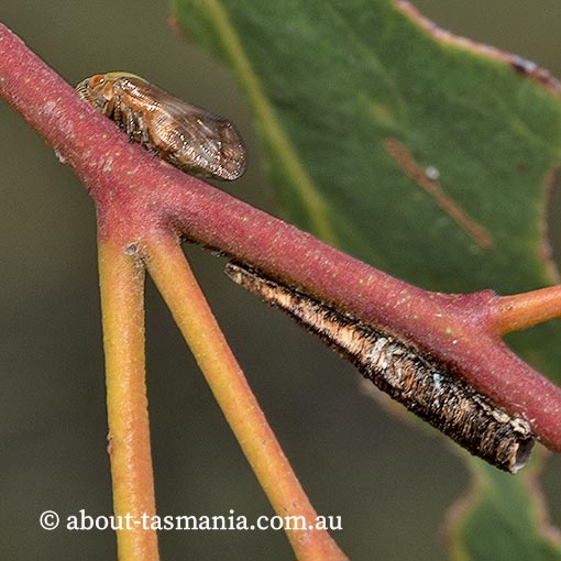 Chaetophyes sp. tube spittlebug, Tasmania