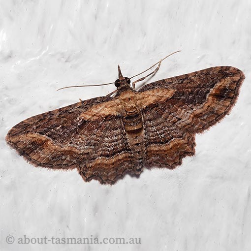 Chloroclystis filata, Tasmania, moth