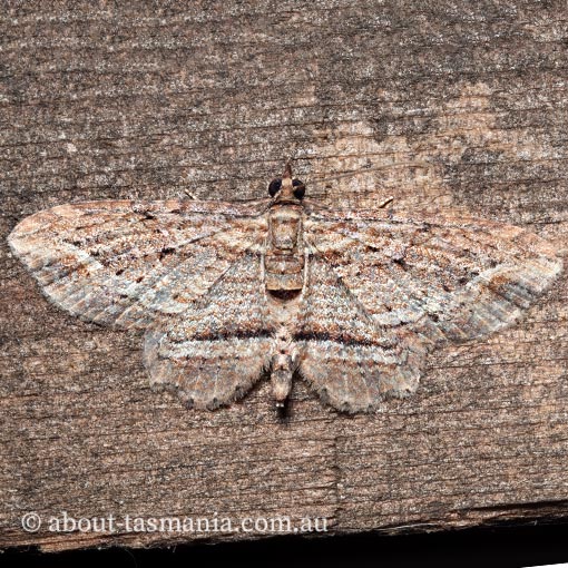 Chloroclystis filata, Tasmania, moth