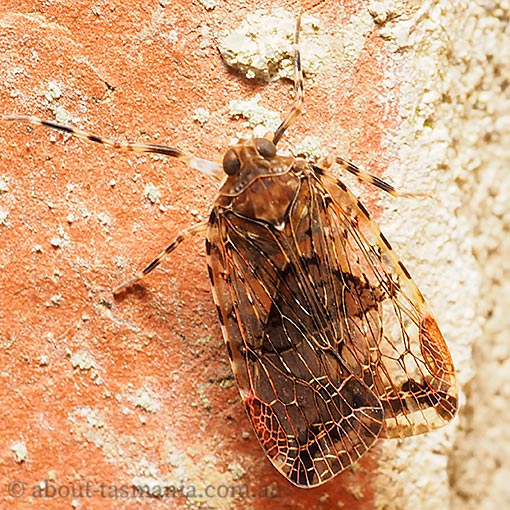 Dipsiathus obscurifrons, Achilid bug, Tasmania
