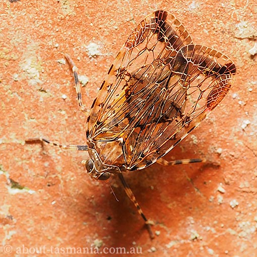 Dipsiathus obscurifrons, Achilid bug, Tasmania