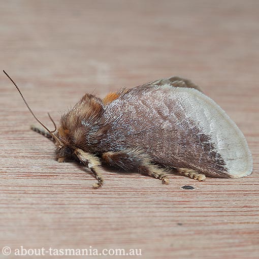 Painted Cup Moth, Doratifera oxleyi, Tasmania