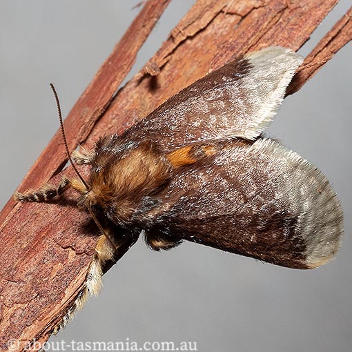 Painted Cup Moth, Doratifera oxleyi, Tasmania