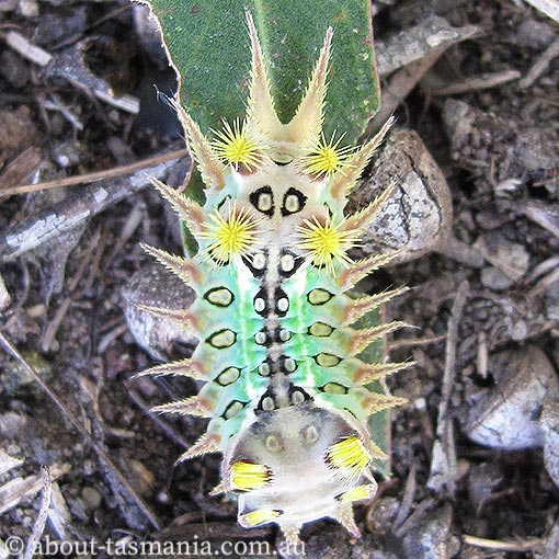 Painted Cup Moth, Doratifera oxleyi, Tasmania