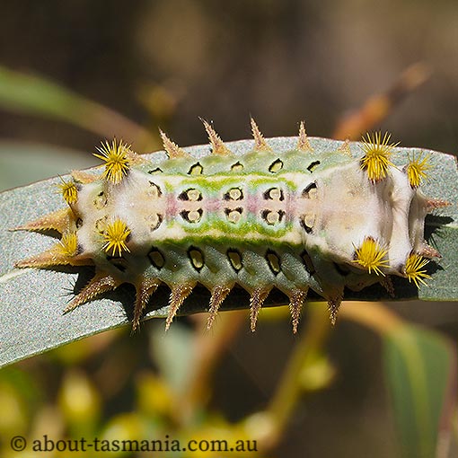 Painted Cup Moth, Doratifera oxleyi, Tasmania
