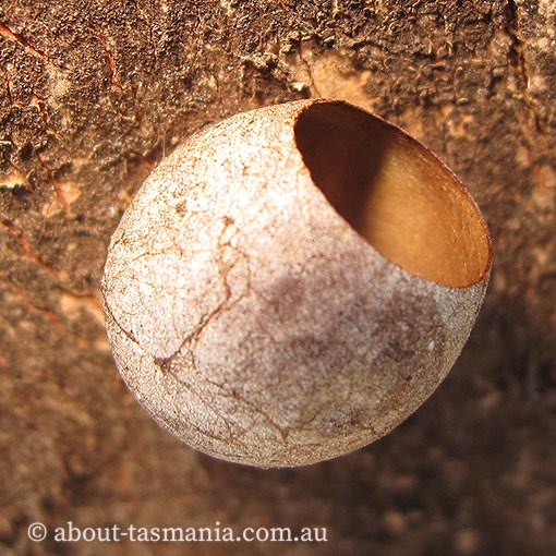 Painted Cup Moth, Doratifera oxleyi, Tasmania
