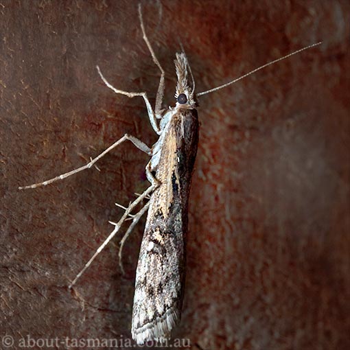 Hednota pedionoma, Crambidae, Tasmania, moth