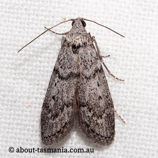 Heteromicta pachytera, Pyralidae, Tasmania, moth