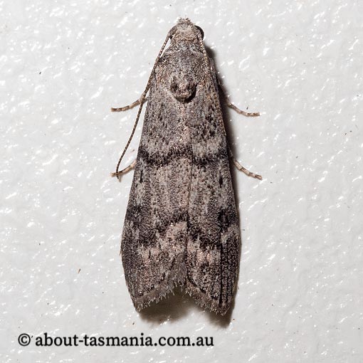 Heteromicta pachytera, Pyralidae, Tasmania, moth