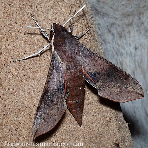 Hippotion scrofa, coprosma hawk moth, Tasmania