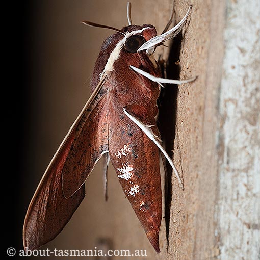 Hippotion scrofa, coprosma hawk moth, Tasmania