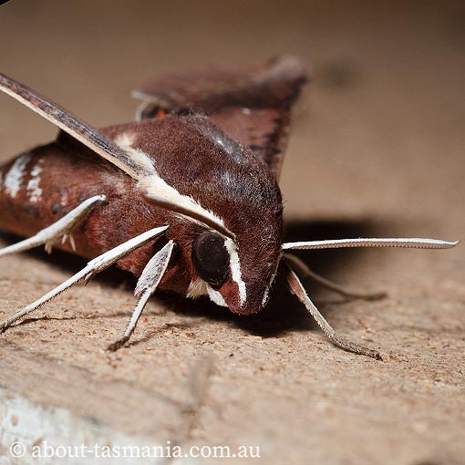 Hippotion scrofa, coprosma hawk moth, Tasmania