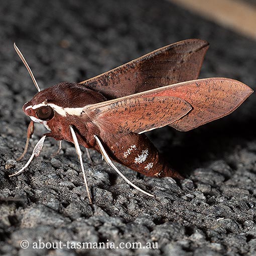 Hippotion scrofa, coprosma hawk moth, Tasmania