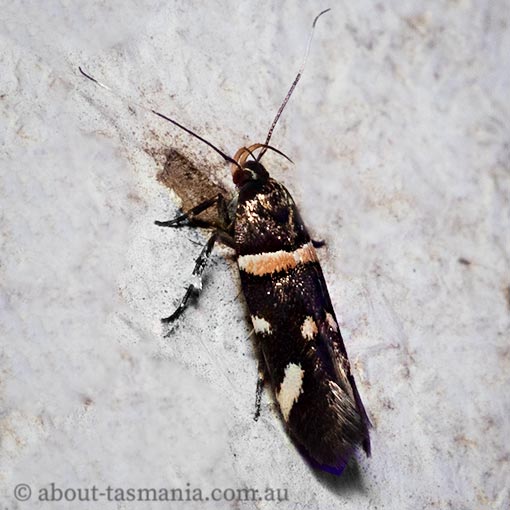 Macrobathra alternatella, Cosmopterigidae, Tasmania, moth