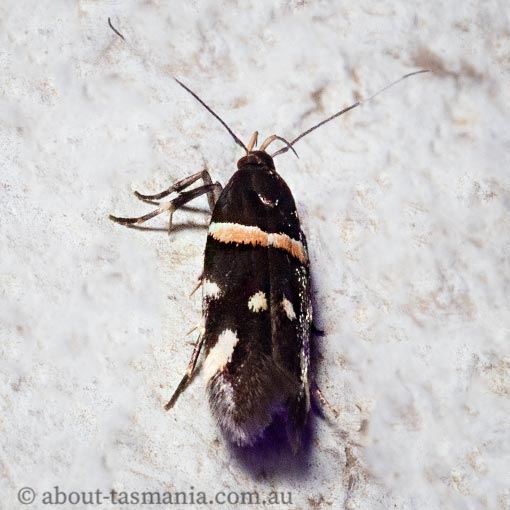 Macrobathra alternatella, Cosmopterigidae, Tasmania, moth