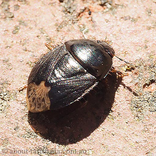 Macroscytus sp., Tasmania