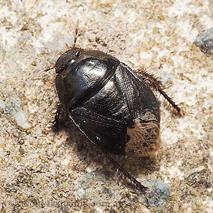 Macroscytus sp.