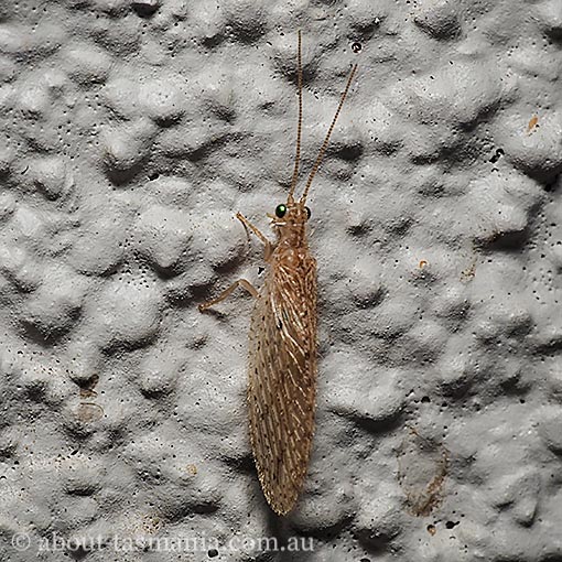 Antlion lacewing, Micromus tasmaniae, Tasmania
