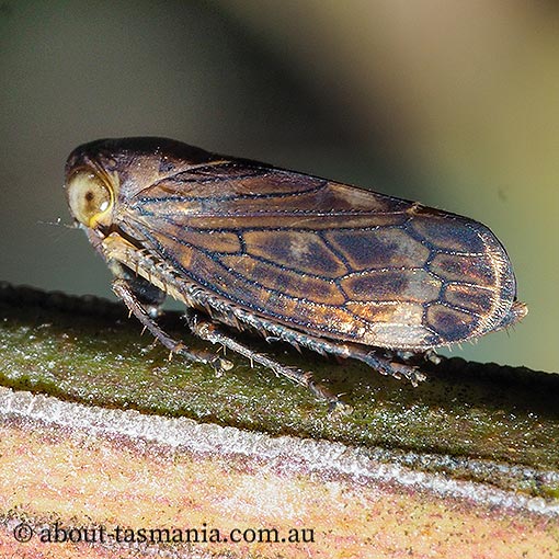 Neotartessus flavipes, Cicadellidae, Tasmania
