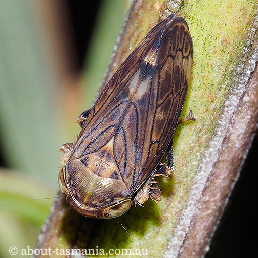 Neotartessus flavipes, Cicadellidae, Tasmania