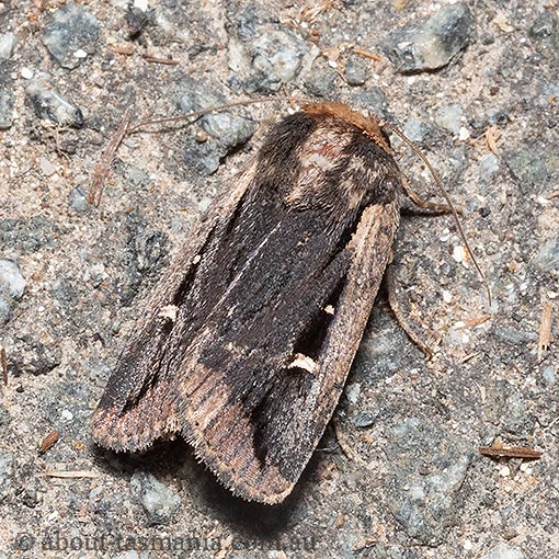 Proteuxoa tortisigna, Tasmania, moth