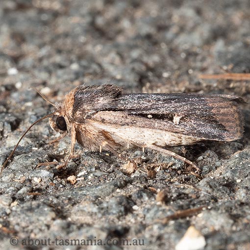 Proteuxoa tortisigna, Tasmania, moth