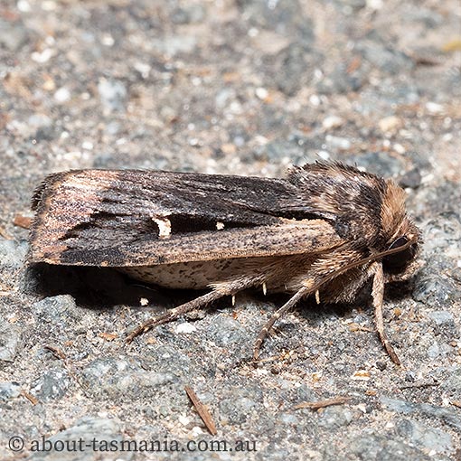 Proteuxoa tortisigna, Tasmania, moth