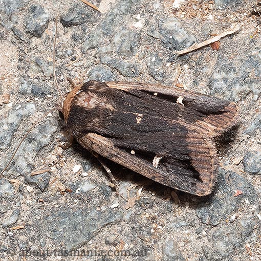 Proteuxoa tortisigna, Tasmania, moth
