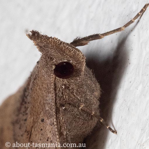 Rhapsa suscitatalis, Erebidae, Tasmania, moth