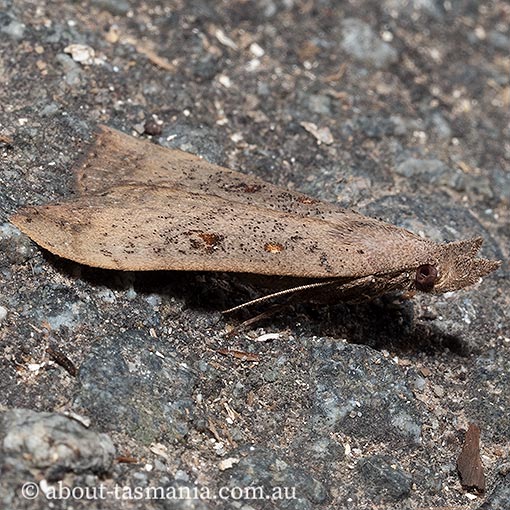 Rhapsa suscitatalis, Erebidae, Tasmania, moth