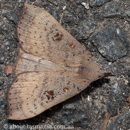 Rhapsa suscitatalis, Erebidae, Tasmania, moth