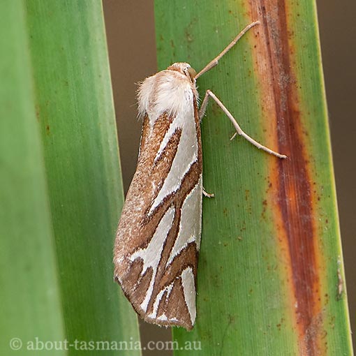 Thalaina inscripta, Geometridae, Tasmania, moth