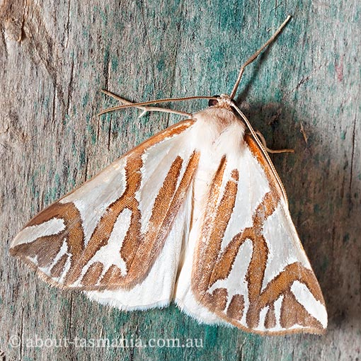 Thalaina inscripta, Geometridae, Tasmania, moth