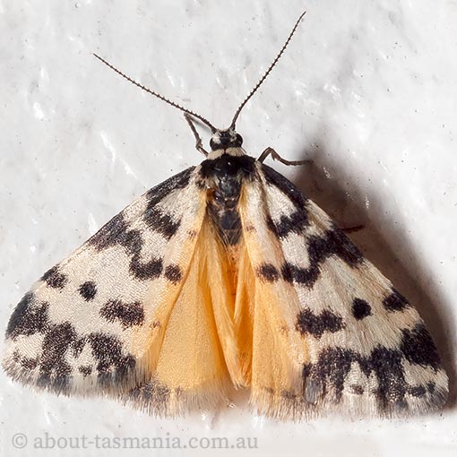 Thallarcha jocularis, Arctiidae, Tasmania, moth