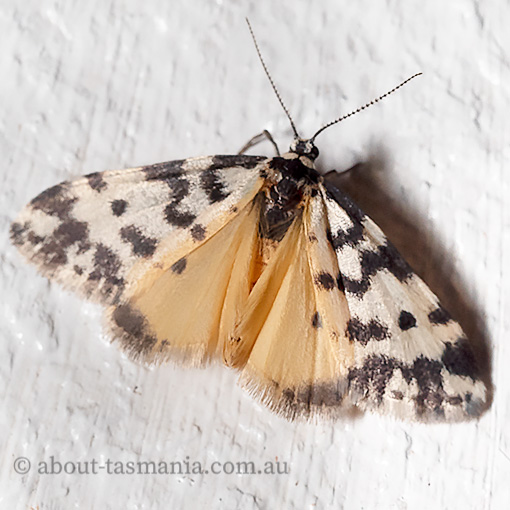 Thallarcha jocularis, Arctiidae, Tasmania, moth