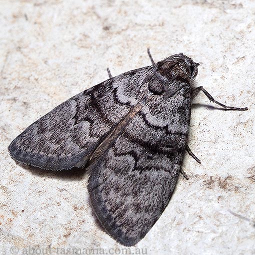 Uraba lugens, Nolidae, Tasmania, moth