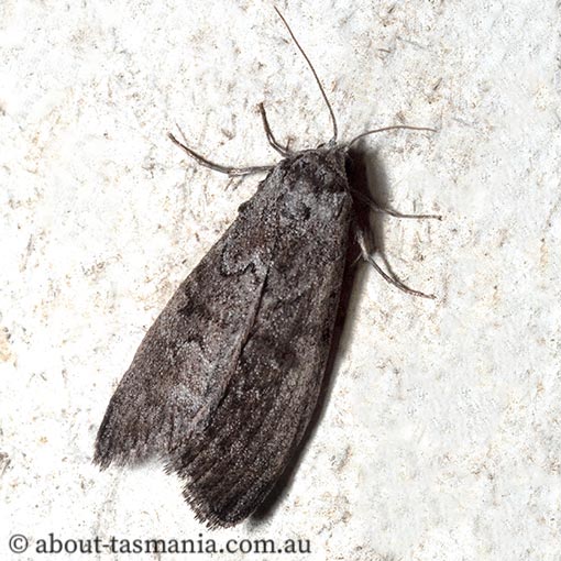 Uraba lugens, Tasmania, moth