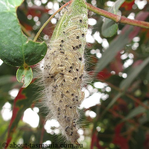 Uraba lugens, Tasmania, moth