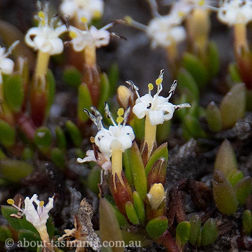 Wilsonia backhousei, narrow-leaf wilsonia, Tasmania