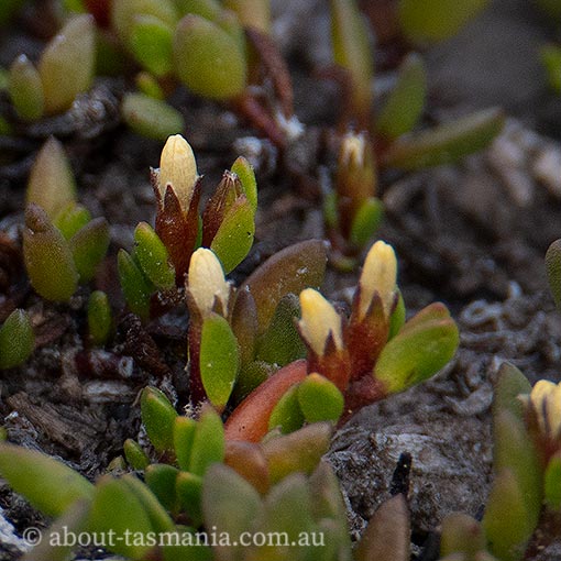 Wilsonia backhousei, narrow-leaf wilsonia, Tasmania