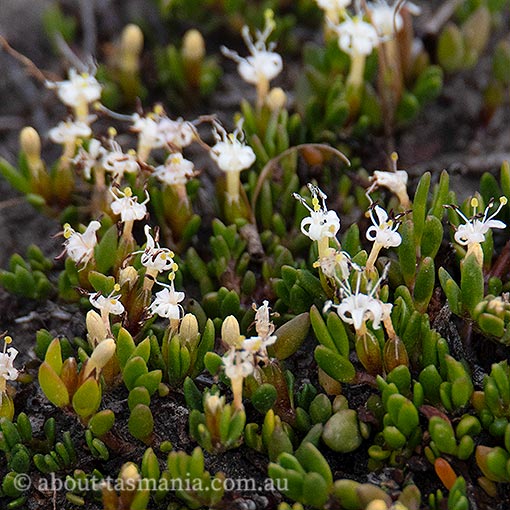 Wilsonia backhousei, narrow-leaf wilsonia, Tasmania