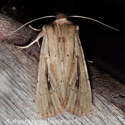 Leucania loreyi, Noctuidae, Tasmania, moth